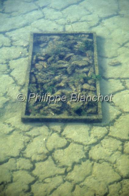 huitre oleron 18.JPG - Bassin de stockage des huîtres Ostréiculture, Marennes Oléron, France